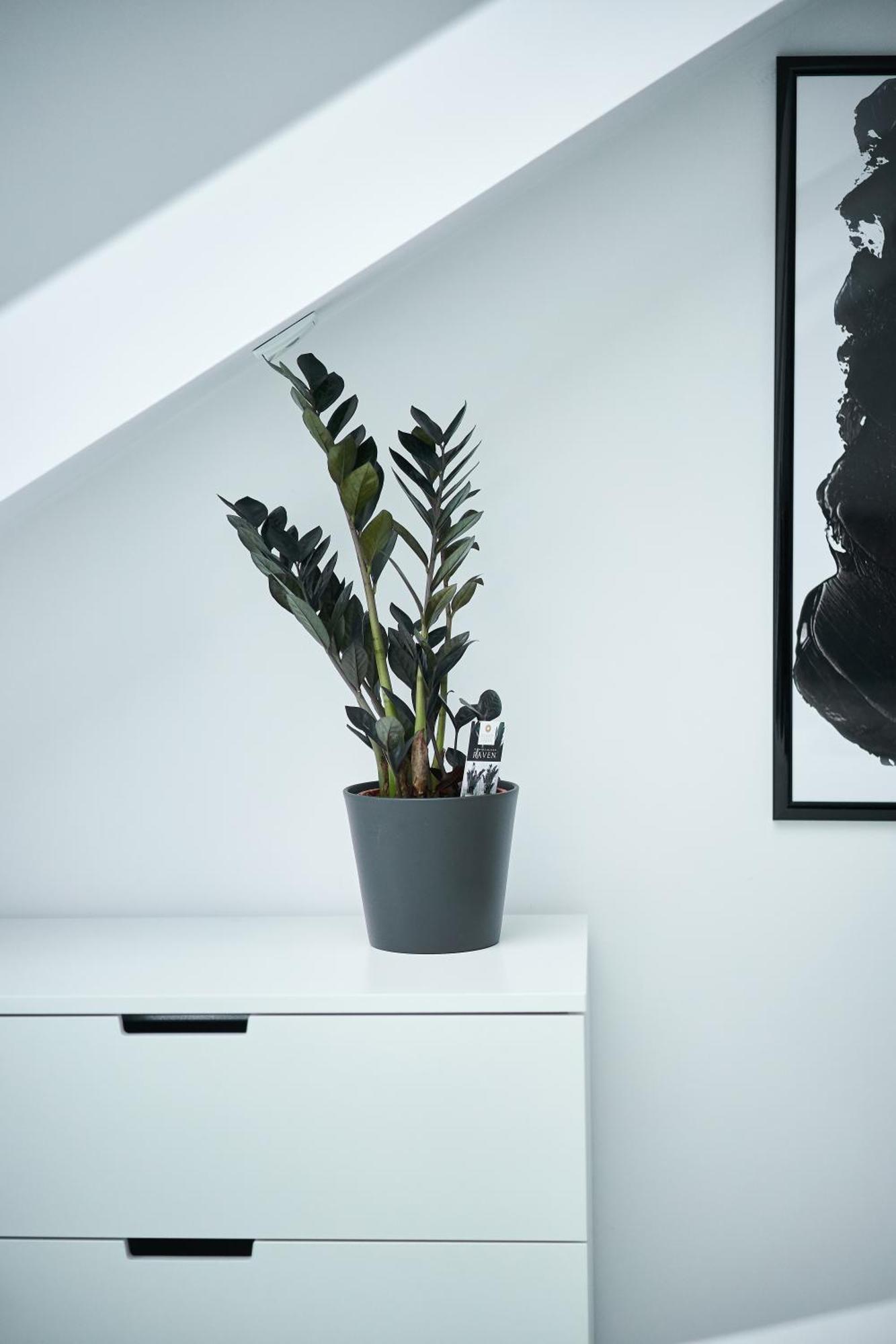 Appartamento Unique Design Loft In Middle Of Centre Of Old Town With Netflix Cracovia Esterno foto